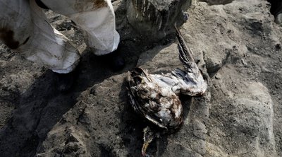 Περού: Τεράστια οικολογική καταστροφή από τη διαρροή πετρελαίου - Συνεχίζεται ο καθαρισμός των ακτών - ΒΙΝΤΕΟ