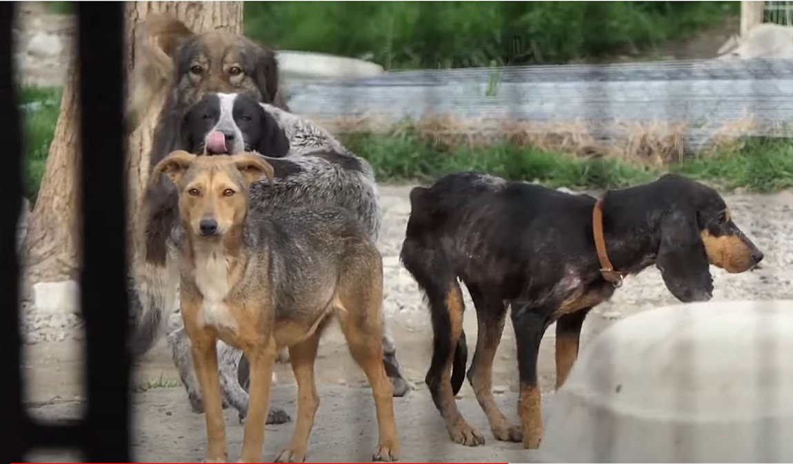 Σπάρτη: Συνελήφθη ο αντιδήμαρχος για τα κυνοκομεία-κολαστήρια του δήμου – Βίντεο