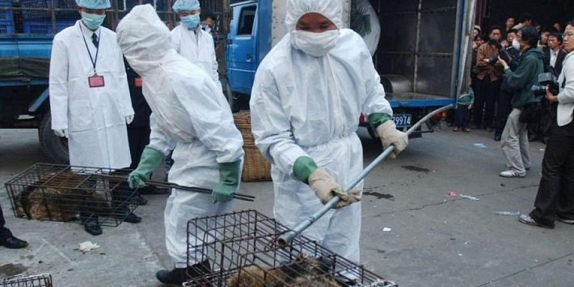 Κίνα: Εθελοντές κινητοποιούνται για να σώσουν τα ζώα συντροφιάς στη Σαγκάη