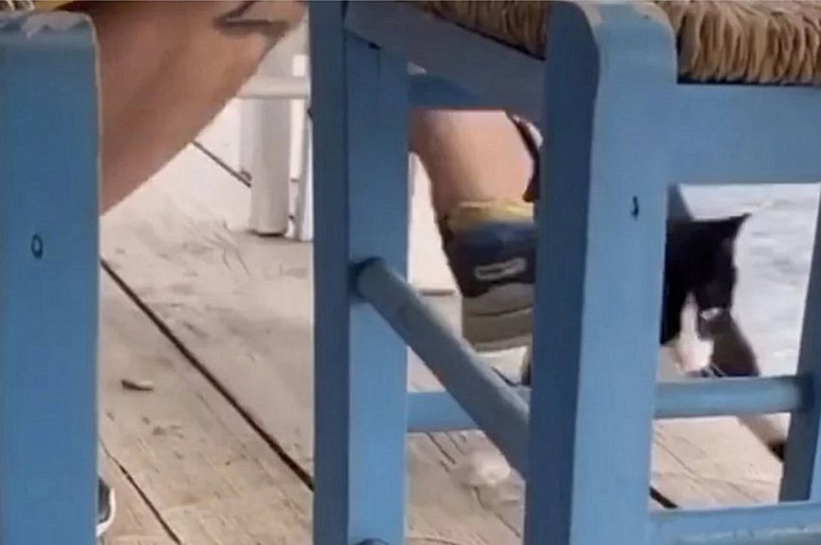 Νέες δηλώσεις από τον άνδρα που ανέβασε το βίντεο με τη γάτα