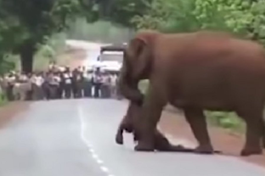 Και οι ελέφαντες θρηνούν τους νεκρούς τους - Δείτε συγκλονιστικά βίντεο