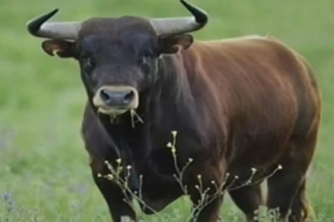 Στο νοσοκομείο της Λάρισας δύο άτομα μετά από επίθεση ταύρου