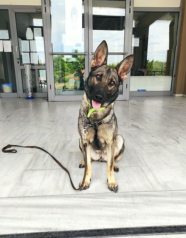 Η «Ρόξι» εντόπισε τα ναρκωτικά που έκρυβε 39χρονος στις Σέρρες – ΒΙΝΤΕΟ