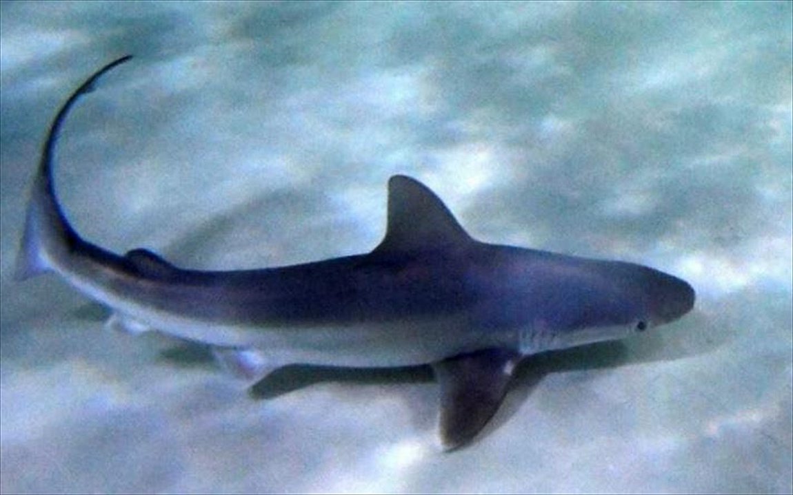 Επτάνησα: Γαλάζιος καρχαρίας εμφανίστηκε στα ρηχά – Βίντεο