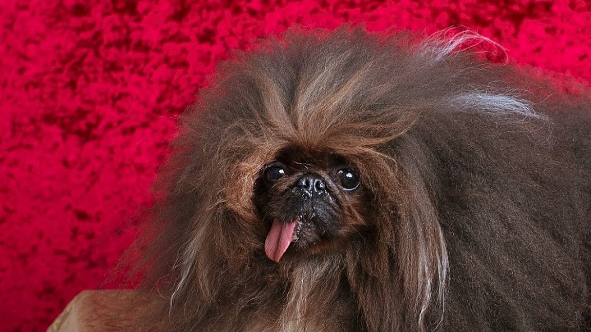 Aυτός είναι ο πιο άσχημος σκύλος του κόσμου για το 2022