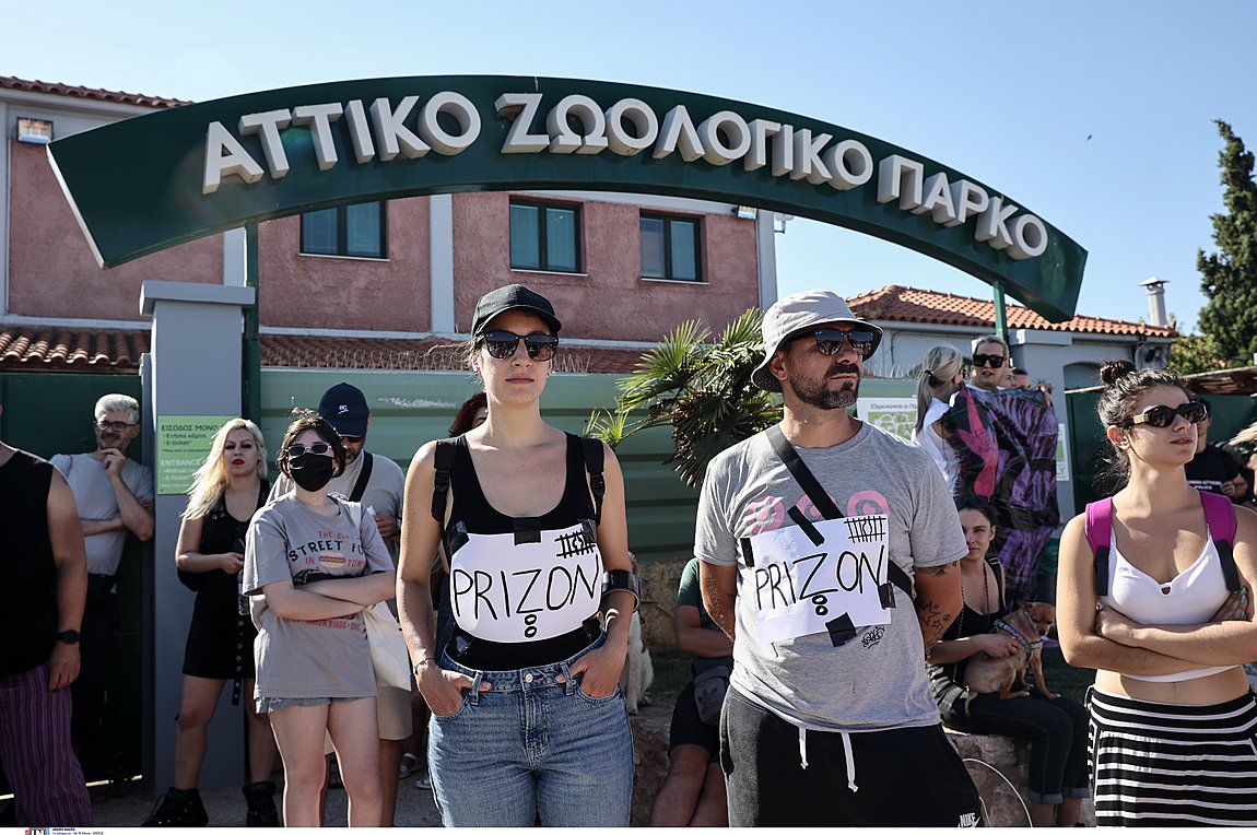 Aττικό Πάρκο: Τι αναφέρει το πόρισμα μετά τη θανάτωση του χιμπατζή