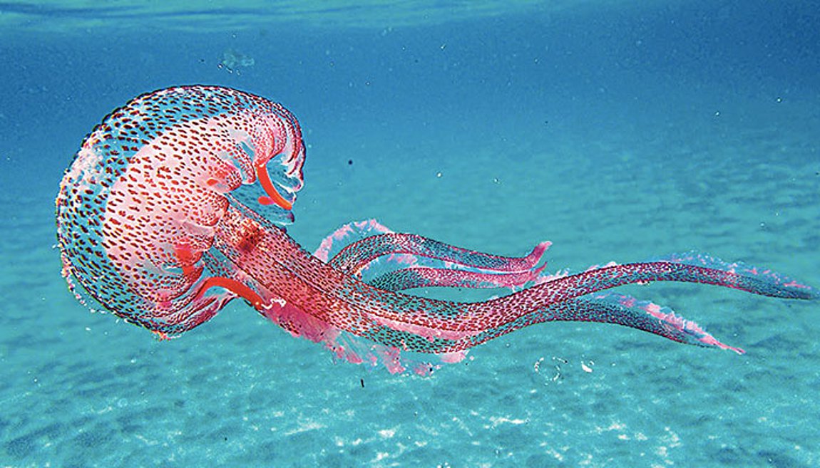 Οι μωβ μέδουσες εμφανίστηκαν σε παραλίες των Χανίων – Τι περιγράφει γυναίκα που την τσίμπησαν – ΦΩΤΟ