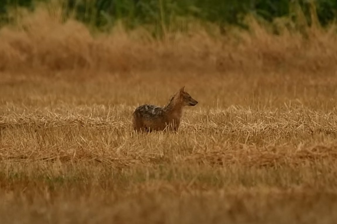 Σπάνιο «χρυσό τσακάλι» εμφανίστηκε στην λίμνη Κάρλα – Εντυπωσιακές εικόνες