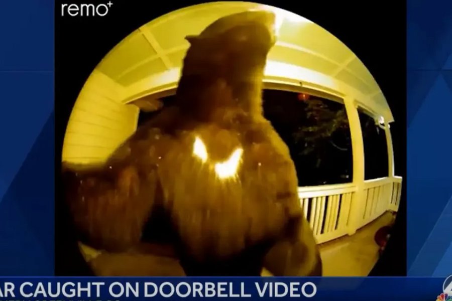 ΒΙΝΤΕΟ: Αρκούδα... επισκέφτηκε σπίτι στη Νότια Καρολίνα και χτύπησε το κουδούνι