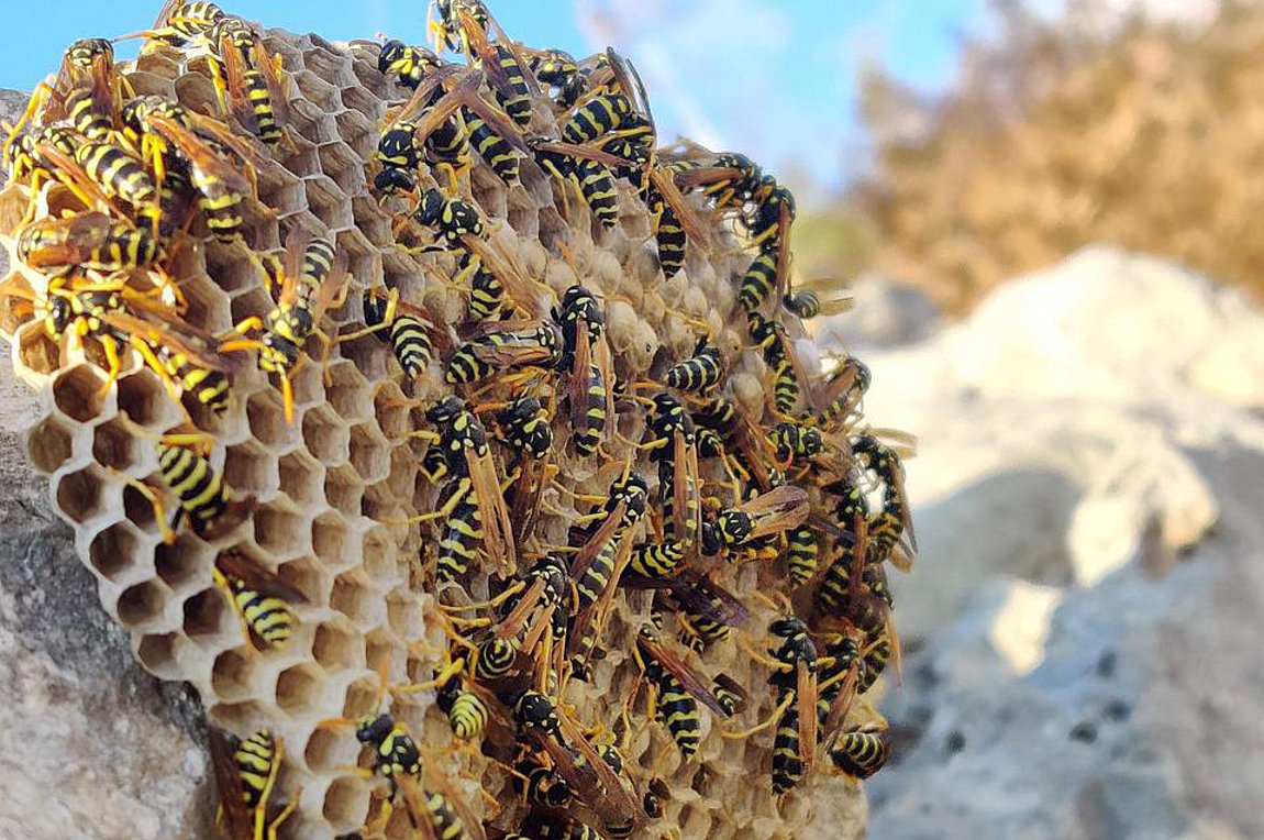 Τραγωδία στην Ηλεία: Πέθανε 64χρονη έπειτα από «επίθεση» σφηκών