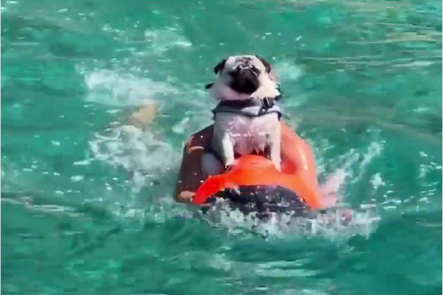 Ο Πάνος Καμμένος κάνει jetboard παρέα με τον σκύλο του - Βίντεο