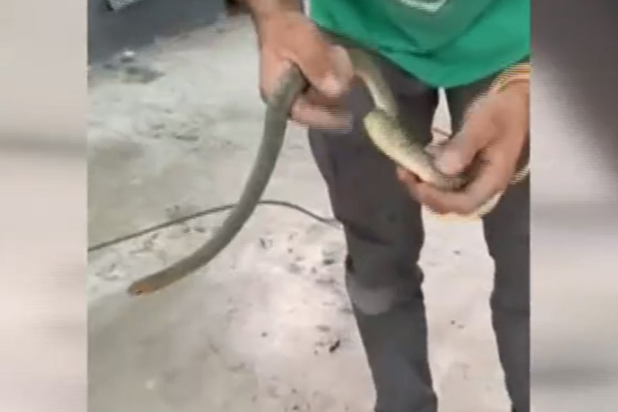 ΒΙΝΤΕΟ: Φίδι ενός μέτρου εγκλωβίστηκε σε ντεπόζιτο βενζίνης αυτοκινήτου 