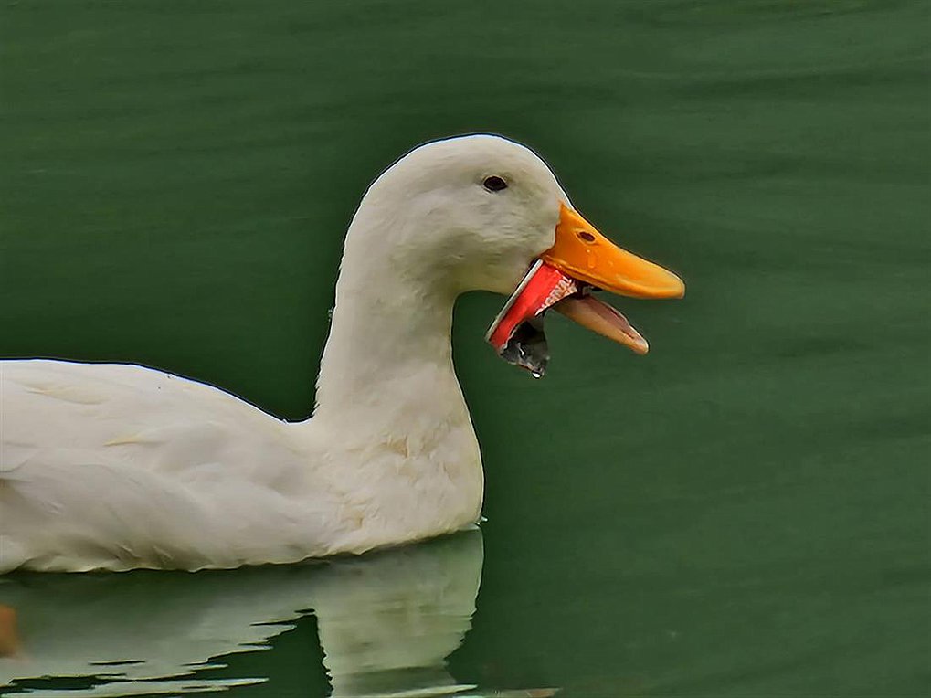 Λίμνη Μπελέτσι: Κουτί αναψυκτικού σφήνωσε στο ράμφος πάπιας – Η επιχείρηση της ΕΜΑΚ