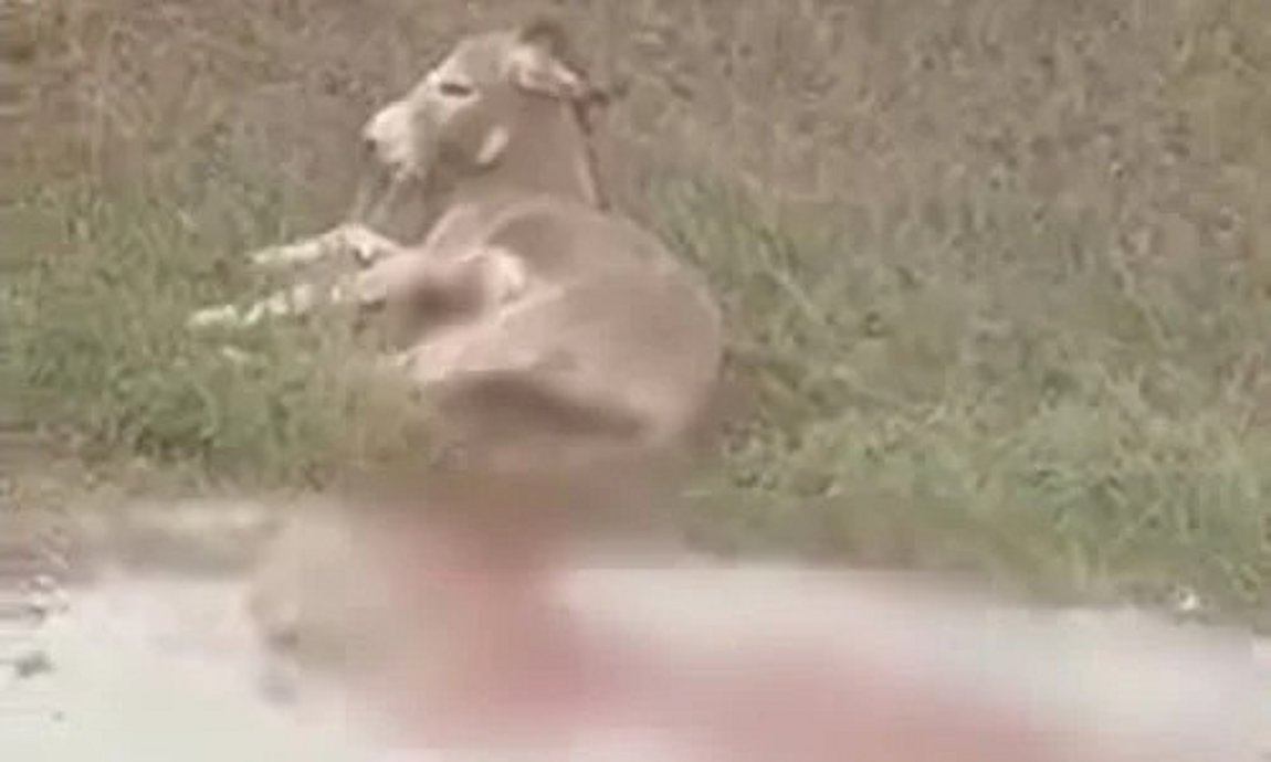 Δικηγόρος αντιδημάρχου Ζίτσας: «Ο γάιδαρος δέχθηκε επίθεση από λύκο» – ΒΙΝΤΕΟ