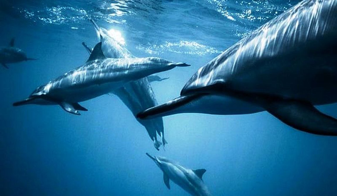 Έρευνα: Τα δελφίνια σχηματίζουν τα μεγαλύτερα συμμαχικά δίκτυα μετά τους ανθρώπους