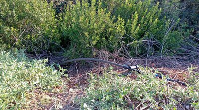 Χανιά: Εντοπίστηκε μεγάλη φυτεία κάνναβης 
