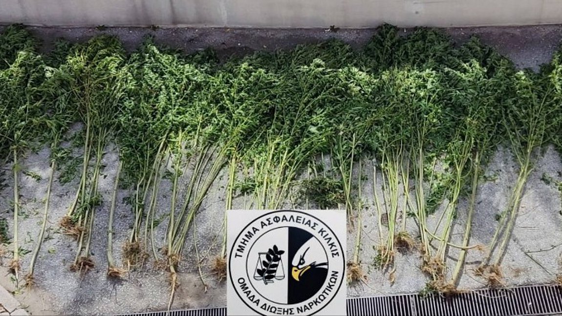 Kιλκίς: Συνελήφθη άτομο για καλλιέργεια δενδρυλλίων κάνναβης
