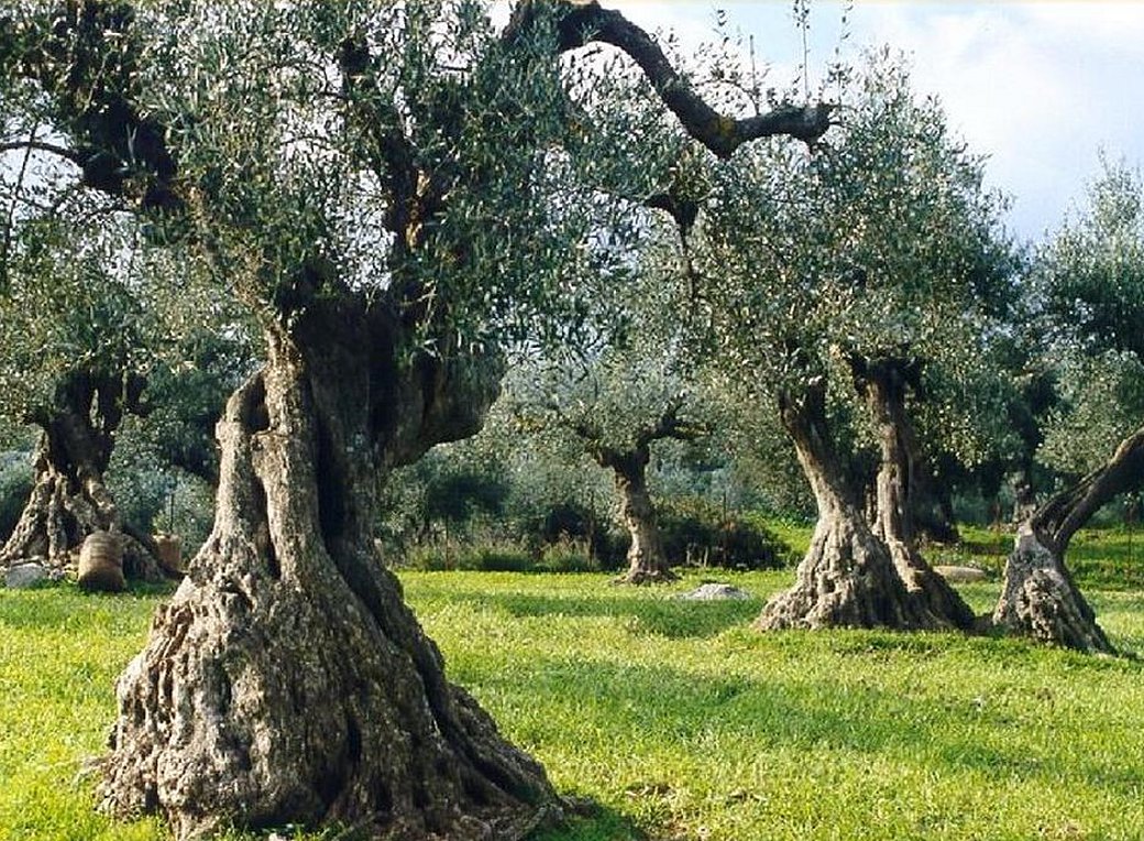 Πάτρα: Στην Αστυνομία συγγενείς που τσακώθηκαν για τις… ελιές