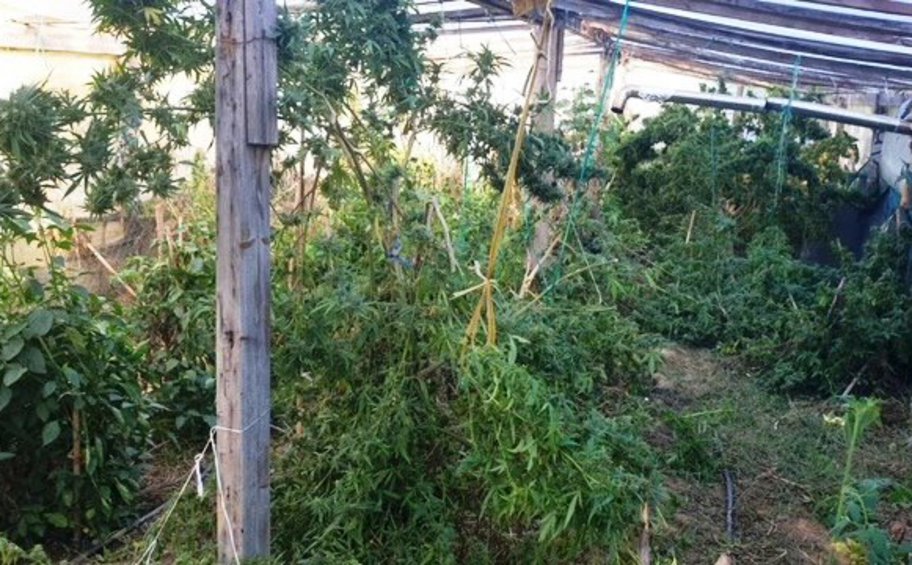 Χανιά: Εντοπίστηκε φυτεία δενδρυλλίων κάνναβης