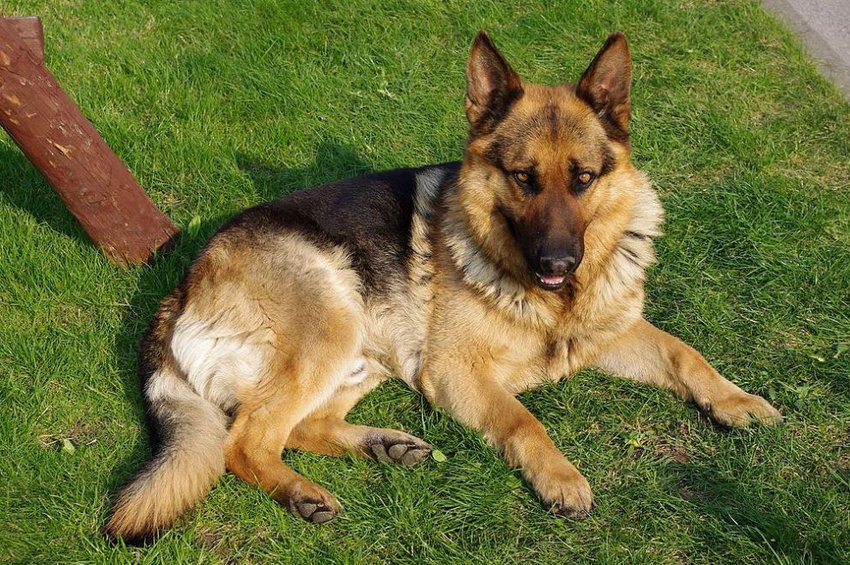 Καρδίτσα: Σκότωσαν τα σκυλιά του με φόλες – Τους επικήρυξε με 2.000 ευρώ
