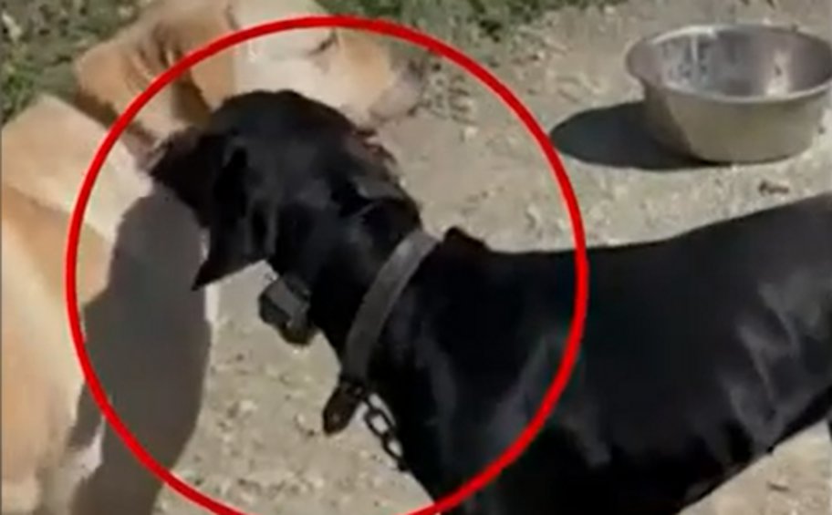Βίντεο-σοκ: Διασκεδάζει… βασανίζοντας τον σκύλο του με ηλεκτροσόκ  
