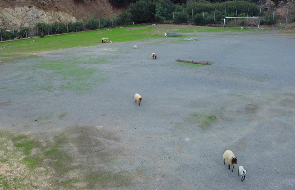 Κρήτη: Πρόβατα έφαγαν το γρασίδι γηπέδου – Βίντεο