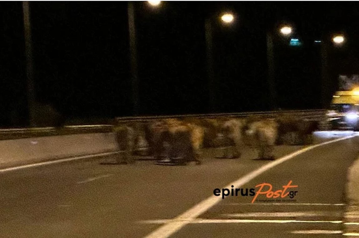 Ατύχημα με φορτηγό που μετέφερε αγελάδες – Έκλεισε η Εγνατία Οδός