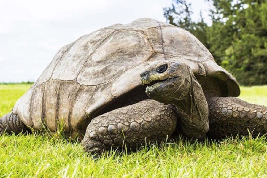 Jonathan: Η γηραιότερη χελώνα στον κόσμο έγινε 190 ετών
