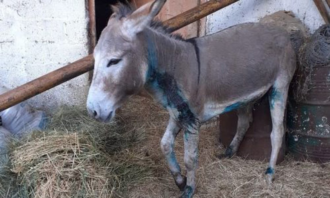 Κακοποίηση γαϊδουριού στα Ιωάννινα: Για κακούργημα θα δικαστεί ο πρώην αντιδήμαρχος Ζίτσας