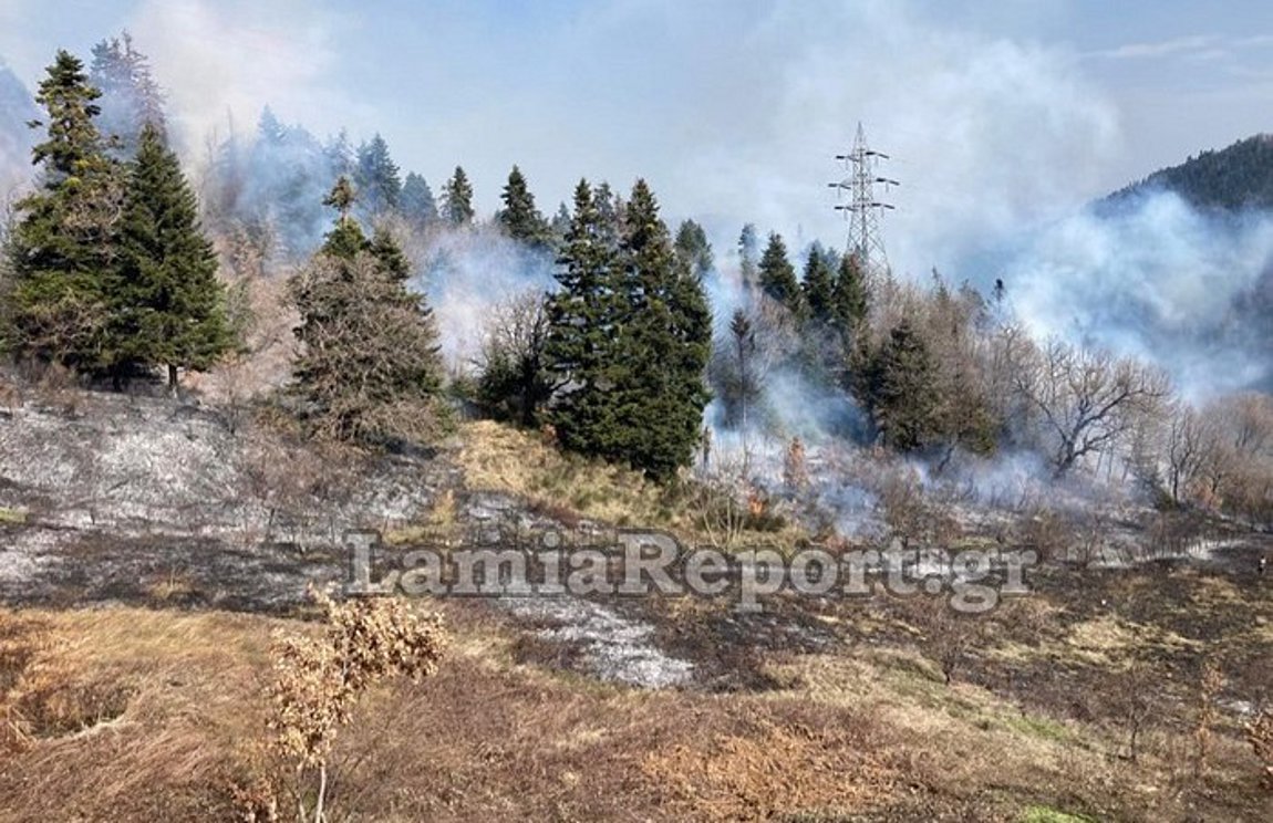 Φθιώτιδα: Πρόλαβαν τα χειρότερα μέσα στα έλατα οι πυροσβέστες – Βίντεο