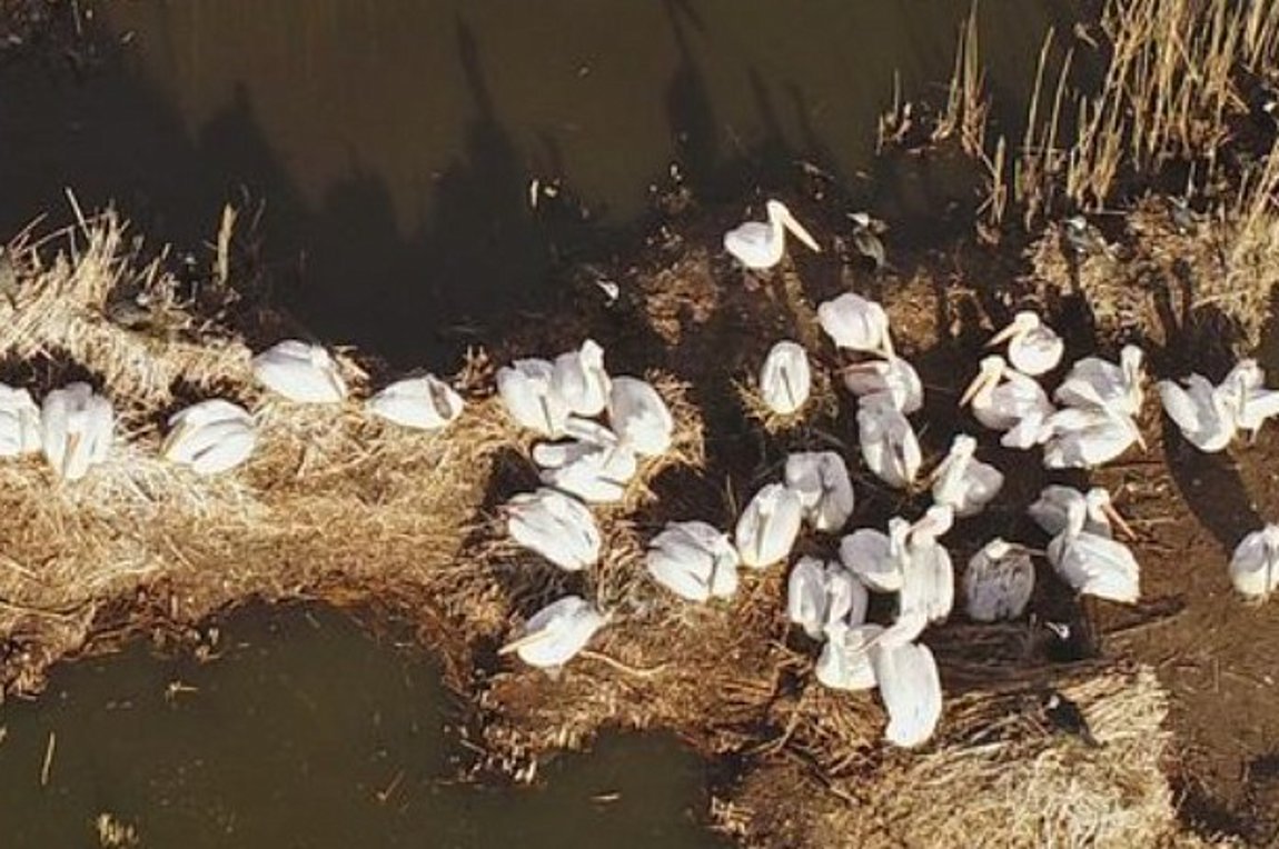 Οι πρώτοι αργυροπελεκάνοι κατέφθασαν στην Πρέσπα, μετά την περσινή γρίπη των πτηνών