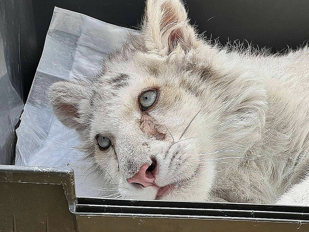 Αγωνία για τη λευκή τίγρη – Aναμένεται η απόφαση για τη ζωή της