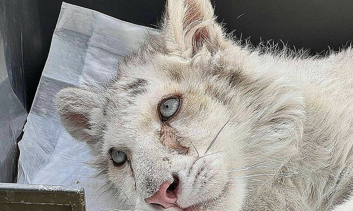 Έγινε ευθανασία στο λευκό τιγράκι