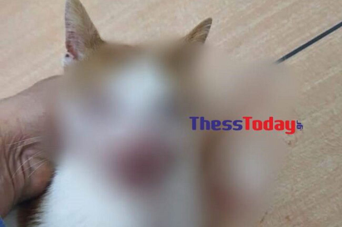 Θεσσαλονίκη: Κλώτσησε γατάκι στο κεφάλι – Δίνει μάχη να κρατηθεί στη ζωή