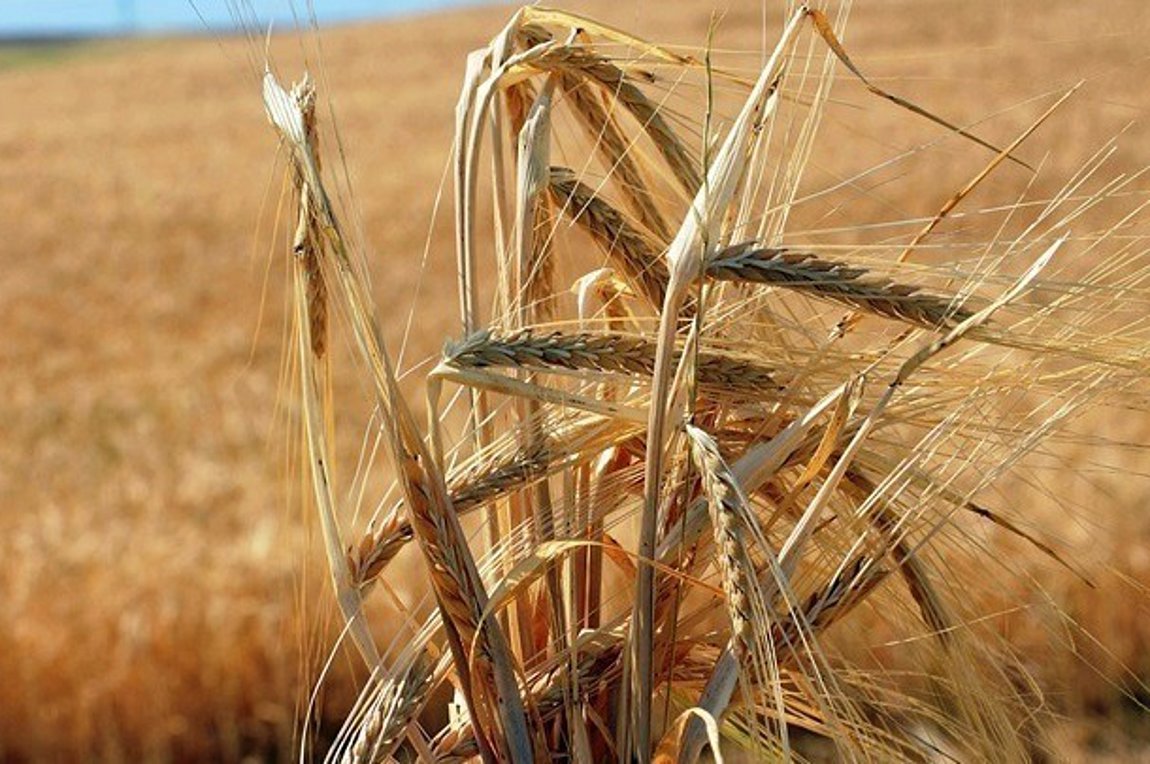 Ουκρανία: Την Τετάρτη οι συνομιλίες για την εξαγωγή σιτηρών