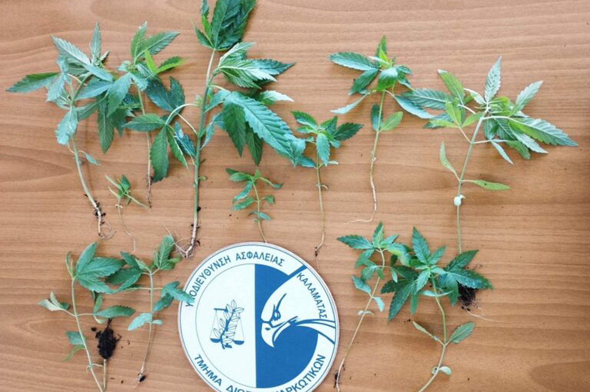 Μεσσήνη: Καλλιεργούσε κάνναβη σε γλάστρες στο μπαλκόνι του