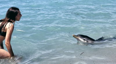 Νεαρό δελφίνι κατέληξε σε παραλία της Κορίνθου - ΒΙΝΤΕΟ