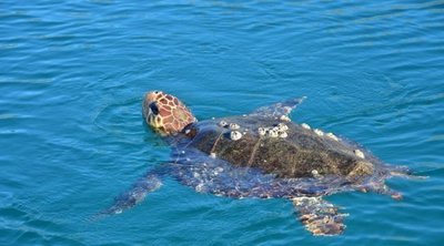 Θεσσαλονίκη: Επιτυχής επιχείρηση διάσωσης χελώνας στην παλιά παραλία

