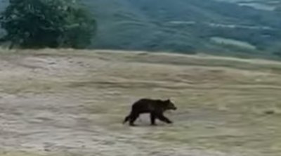 Γρεβενά: Αρκούδα «έκοβε» βόλτες σε στάση ΚΤΕΛ - Έκπληκτοι οι επιβάτες - ΒΙΝΤΕΟ 