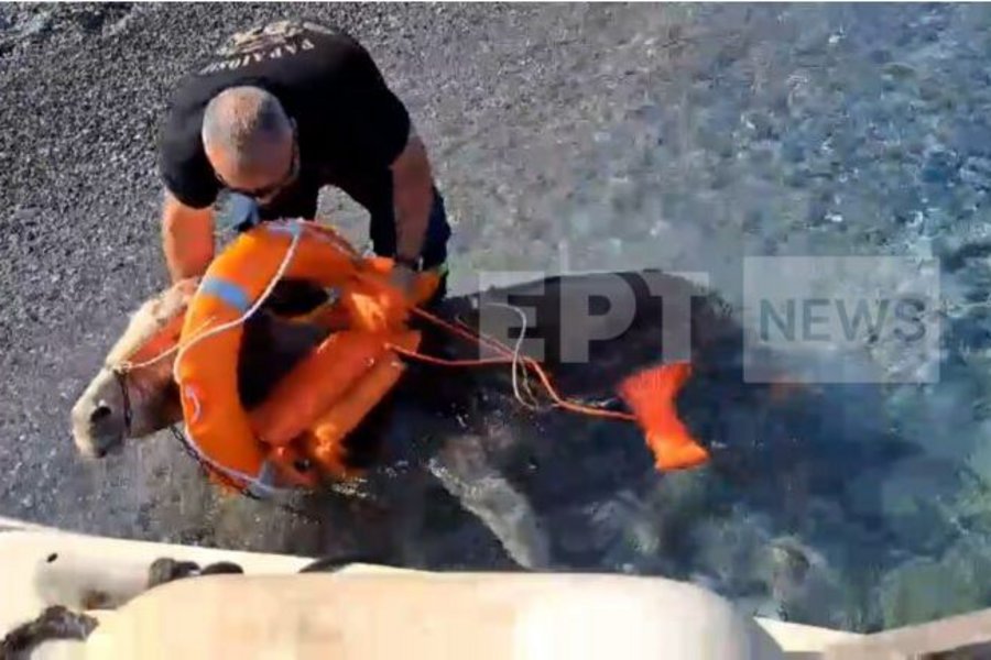Kάρπαθος: Διάσωση δια θαλάσσης για δύο γαϊδουράκια – Ειδική επιχείρηση της πυροσβεστικής