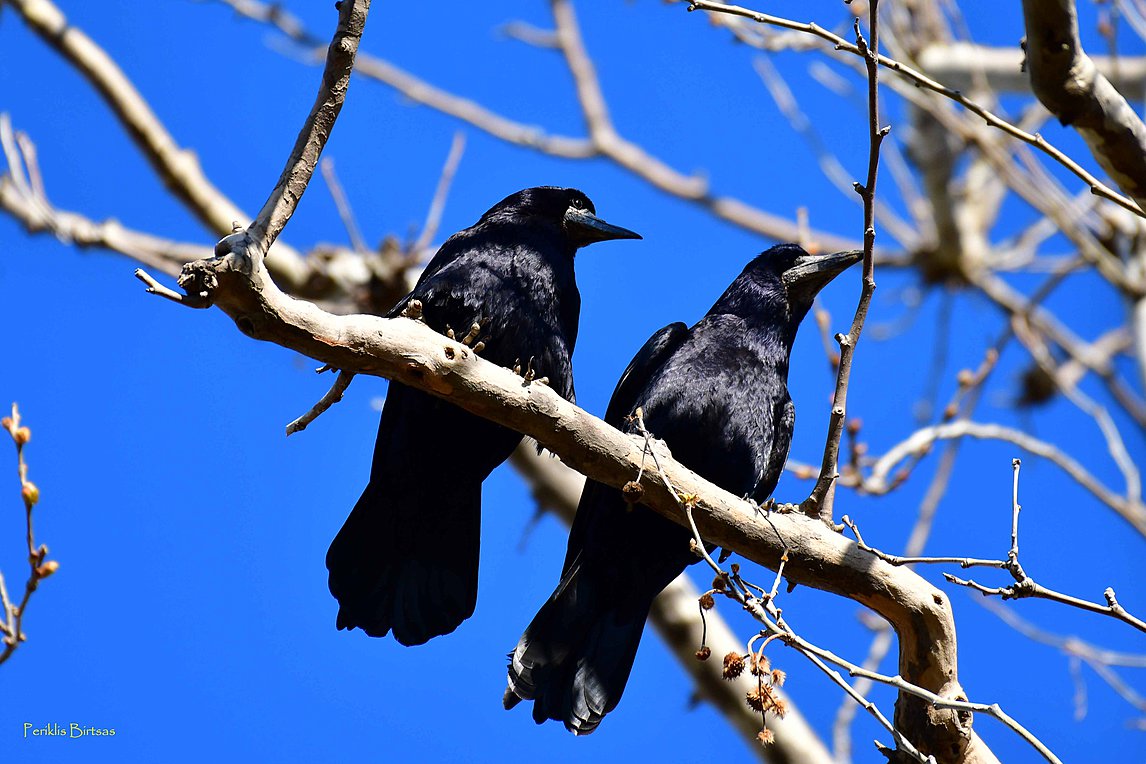 Γέμισε κοράκια η Καρδίτσα – Τι προτείνουν οι ειδικοί