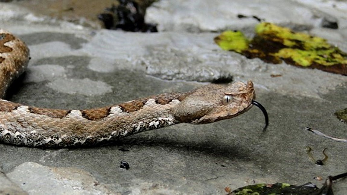 Θεσσαλονίκη: Πυροσβέστες απομάκρυναν φίδι από λεωφορείο του ΚΤΕΛ