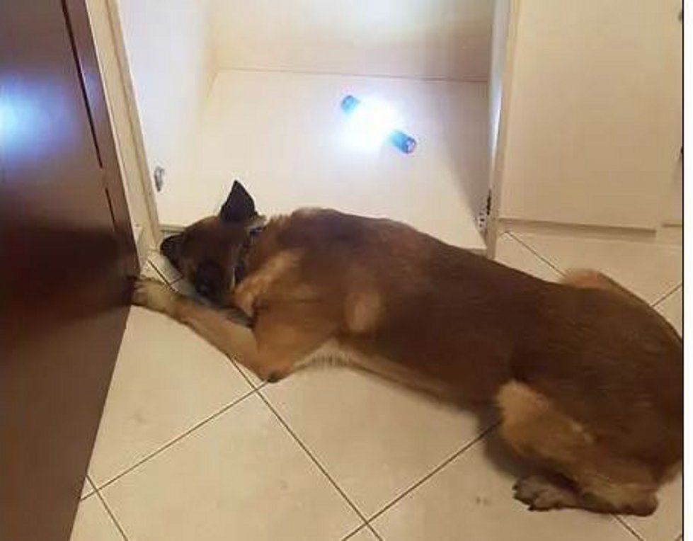 Θεσσαλονίκη: Νέες συλλήψεις για το κύκλωμα με τα 260 κιλά κοκαΐνης – Πώς ο  σκύλος της ΕΛ.ΑΣ. βρήκε τα ναρκωτικά σε ειδική κρύπτη - ΒΙΝΤΕΟ