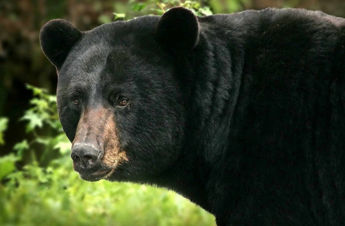 ΗΠΑ: Τον σκότωσε αρκούδα ενώ έπινε καφέ