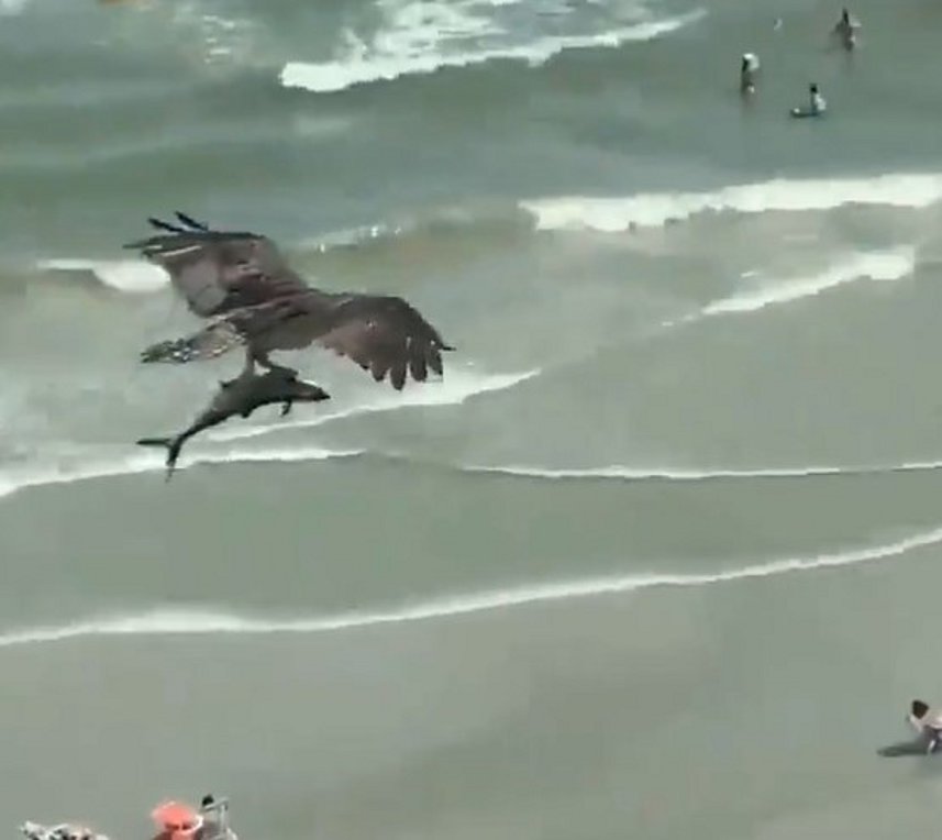 Αετός βούτηξε στη θάλασσα και άρπαξε καρχαρία-ΒΙΝΤΕΟ
