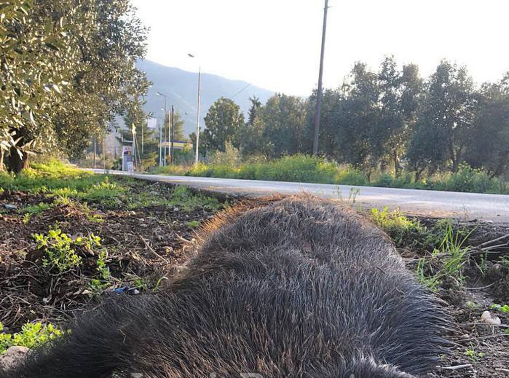 Φθιώτιδα: Τροχαίο οδηγού με…αγριογούρουνο