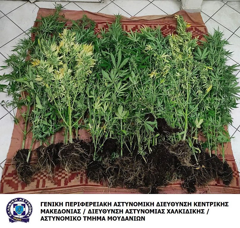 Χαλκιδική: Δύο συλλήψεις για καλλιέργεια δενδρυλλίων κάνναβης
