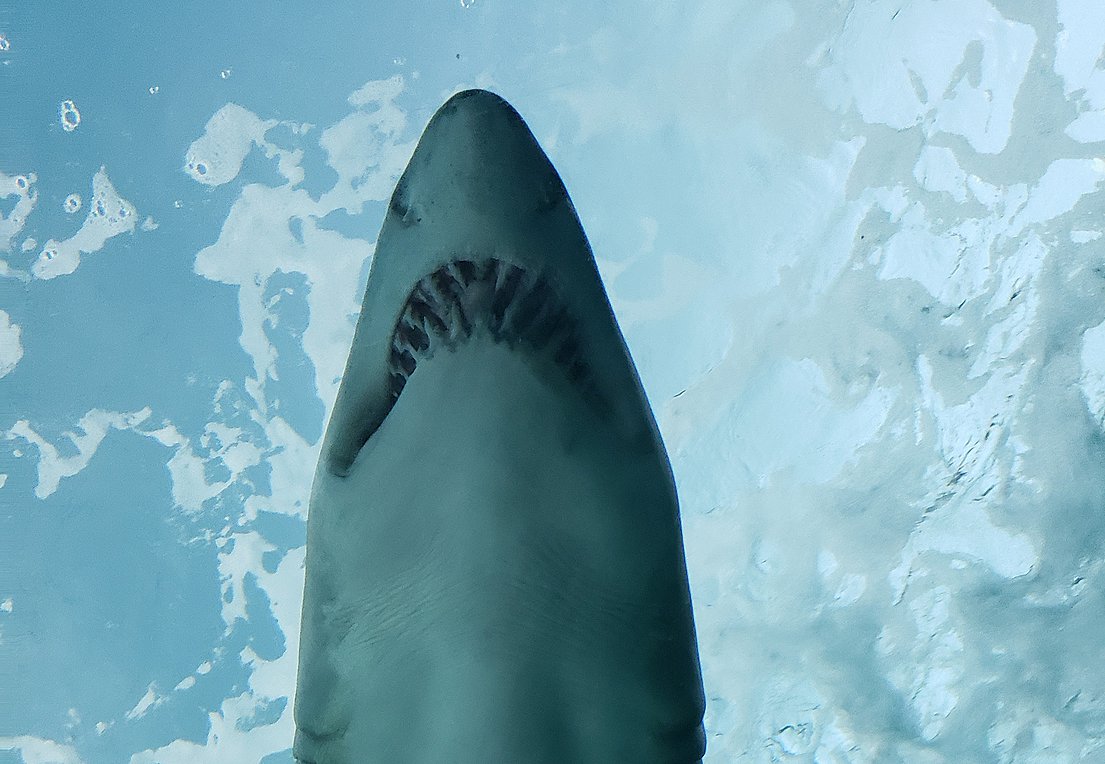 Καρχαρίες: Τι λένε οι ειδικοί για τις όλο και συχνότερες εμφανίσεις τους στις ελληνικές θάλασσες – ΒΙΝΤΕΟ