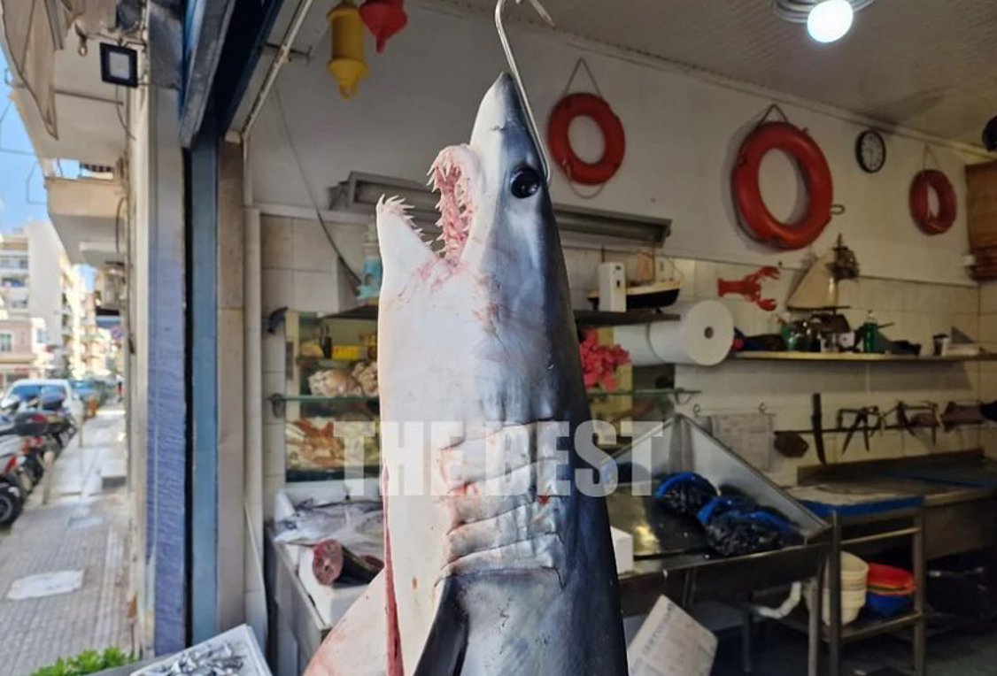 Πάτρα: Καρχαριοειδές μήκους σχεδόν 2 μέτρων πιάστηκε στην Κυλλήνη