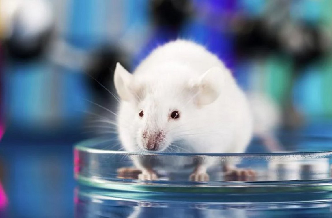 Καναδάς: Επίσημη απαγόρευση δοκιμής καλλυντικών σε ζώα